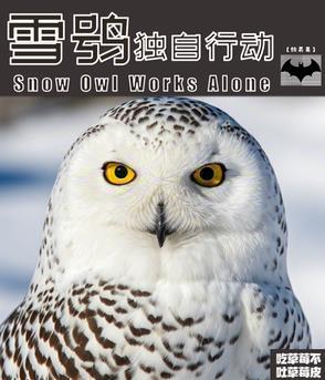 雪鸮高清